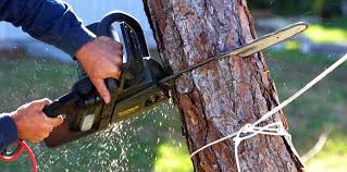 Best Arborist Consultation Services  in Blackstone, VA