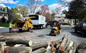 How Our Tree Care Process Works  in  Blackstone, VA
