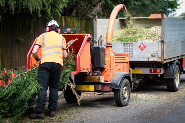 Best Tree and Shrub Care  in Blackstone, VA