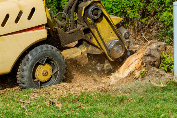 Best Firewood Processing and Delivery  in Blackstone, VA