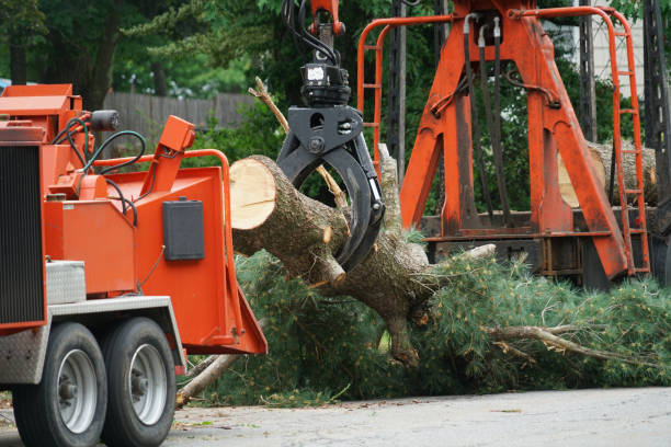 Best Lawn Disease Treatment  in Blackstone, VA