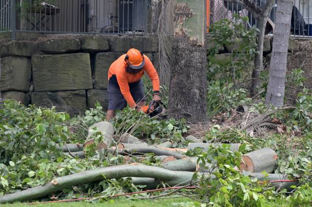 Best Tree Risk Assessment  in Blackstone, VA